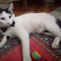 Tekir Kedi, Kedi  Elf fotoğrafı