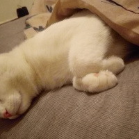 Tekir Kedi, Kedi  Elf fotoğrafı