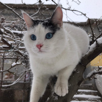 Tekir Kedi, Kedi  Elf fotoğrafı