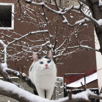 Tekir Kedi, Kedi  Elf fotoğrafı