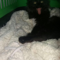 Tiffany/Chantilly, Kedi  Likör fotoğrafı