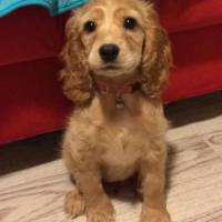 Amerikan Cocker Spaniel, Köpek  Mischa fotoğrafı