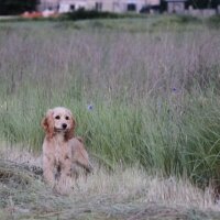 Amerikan Cocker Spaniel, Köpek  Mischa fotoğrafı