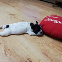 Fransız Bulldog, Köpek  Ares fotoğrafı