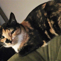 Tekir Kedi, Kedi  Chanel fotoğrafı