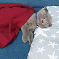 Scottish Fold, Kedi  FOX fotoğrafı