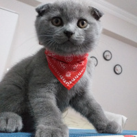 Scottish Fold, Kedi  FOX fotoğrafı