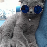 Scottish Fold, Kedi  FOX fotoğrafı