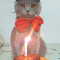 Scottish Fold, Kedi  FOX fotoğrafı