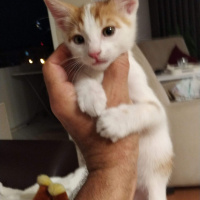 Sarman, Kedi  tarçın fotoğrafı