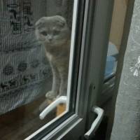 Scottish Fold, Kedi  Mia fotoğrafı