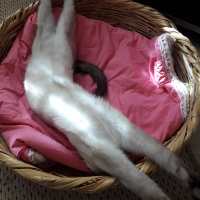 Siyam Kedisi, Kedi  Afife fotoğrafı
