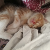 Abyssinian, Kedi  Minnoş fotoğrafı