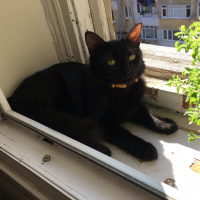 Tekir Kedi, Kedi  SALÇA fotoğrafı