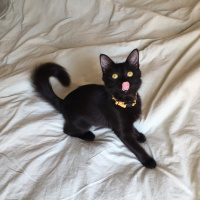 Tekir Kedi, Kedi  SALÇA fotoğrafı