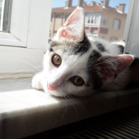 Tekir Kedi, Kedi  MİNNOŞ fotoğrafı