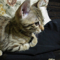 Tekir Kedi, Kedi  KİMYON fotoğrafı