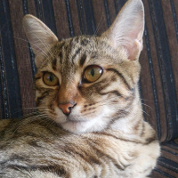 Tekir Kedi, Kedi  KİMYON fotoğrafı