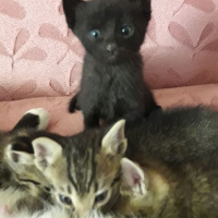 Bombay, Kedi  Gece fotoğrafı