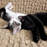 Bombay, Kedi  Gece fotoğrafı