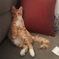 Sarman, Kedi  Şimşek fotoğrafı
