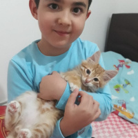 Sarman, Kedi  Şimşek fotoğrafı