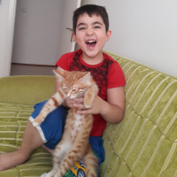 Sarman, Kedi  Şimşek fotoğrafı
