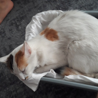 Tekir Kedi, Kedi  Hira bakırköy osmaniye istanbul fotoğrafı