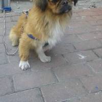 Pekingese, Köpek  PAŞA fotoğrafı