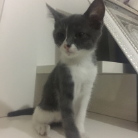 Tekir Kedi, Kedi  Bulut ömürlük yuvasını arıyor fotoğrafı