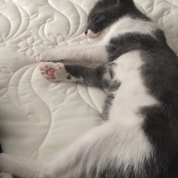 Tekir Kedi, Kedi  Bulut ömürlük yuvasını arıyor fotoğrafı