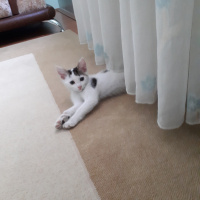 Tekir Kedi, Kedi  paşha fotoğrafı