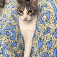 Tekir Kedi, Kedi  Simone fotoğrafı