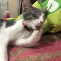Tekir Kedi, Kedi  Simone fotoğrafı