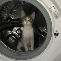 Tekir Kedi, Kedi  Simone fotoğrafı