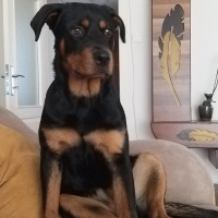 Rottweiler, Köpek  HERA fotoğrafı