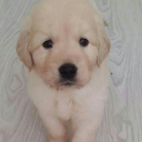 Golden Retriever, Köpek  alf fotoğrafı