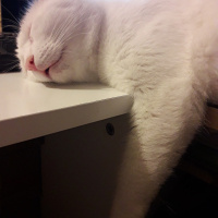Van Kedisi, Kedi  Oğluş fotoğrafı