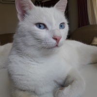 Van Kedisi, Kedi  Oğluş fotoğrafı
