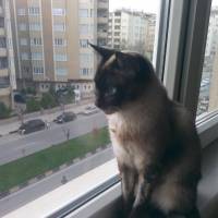 Siyam Kedisi, Kedi  Prenses fotoğrafı