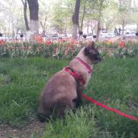 Siyam Kedisi, Kedi  Prenses fotoğrafı