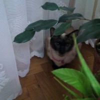 Siyam Kedisi, Kedi  Prenses fotoğrafı