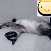 Siyam Kedisi, Kedi  Prenses fotoğrafı