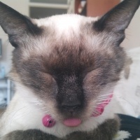 Siyam Kedisi, Kedi  Prenses fotoğrafı