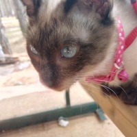 Siyam Kedisi, Kedi  Prenses fotoğrafı