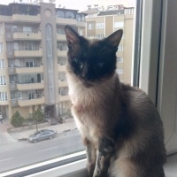Siyam Kedisi, Kedi  Prenses fotoğrafı