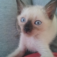 Siyam Kedisi, Kedi  Prenses fotoğrafı