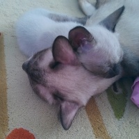 Siyam Kedisi, Kedi  Prenses fotoğrafı