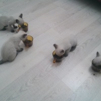 Siyam Kedisi, Kedi  Prenses fotoğrafı