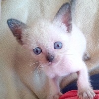 Siyam Kedisi, Kedi  Prenses fotoğrafı